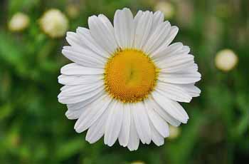 【专业破解版】免费下载的在线网站攻击